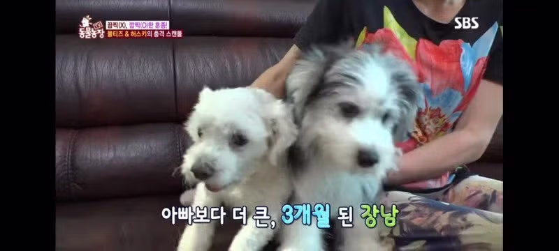 방송에는 차마 내보낼수 없었던 동물농장 에피소드 jpg. 5