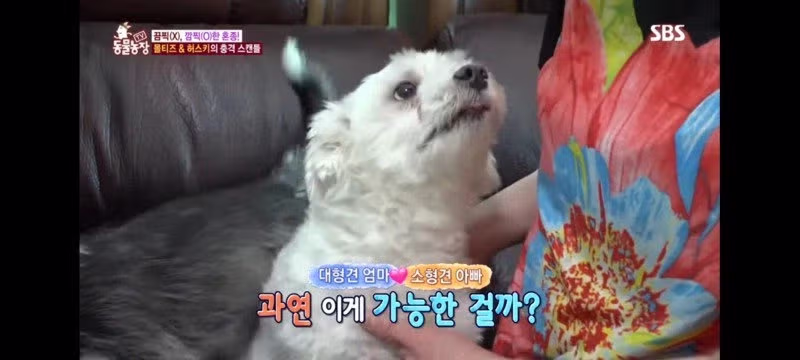 방송에는 차마 내보낼수 없었던 동물농장 에피소드 jpg. 6