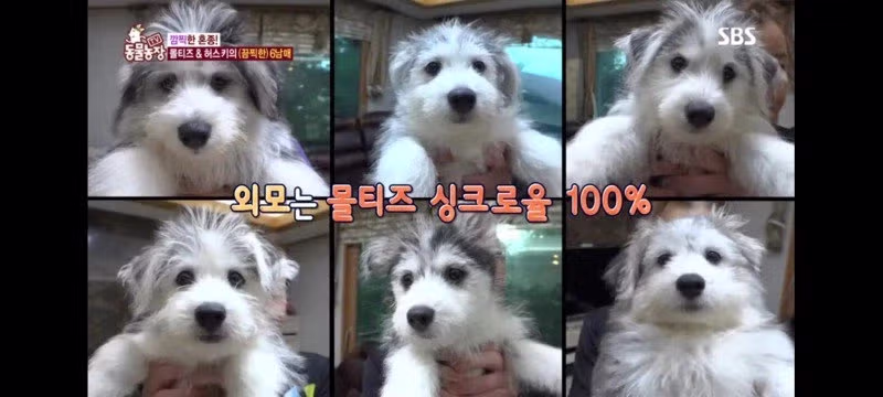 방송에는 차마 내보낼수 없었던 동물농장 에피소드 jpg. 9