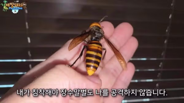 집에서 2개월 동안 정체불명의 생명체를 키운 남자 - 보배드림 인기글 이미지 2 - 밈카세