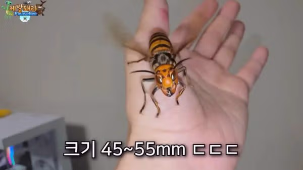 집에서 2개월 동안 정체불명의 생명체를 키운 남자 - 보배드림 인기글 이미지 3 - 밈카세