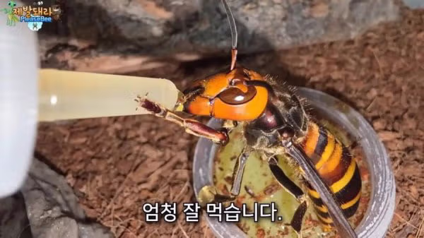 집에서 2개월 동안 정체불명의 생명체를 키운 남자 - 보배드림 인기글 이미지 4 - 밈카세