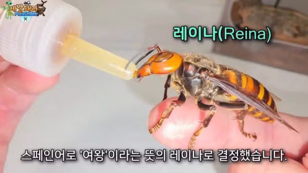 집에서 2개월 동안 정체불명의 생명체를 키운 남자 - 보배드림 인기글 이미지 5 - 밈카세