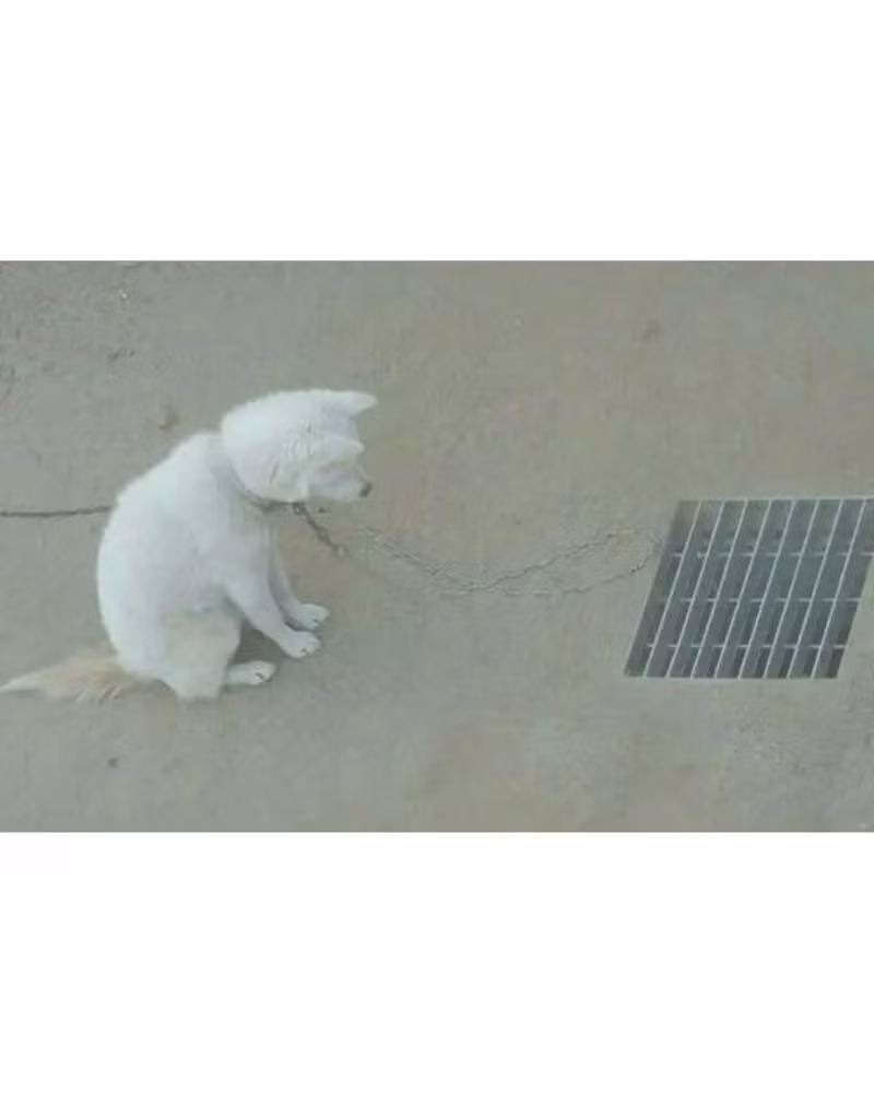 하수구만 멍하니 바라보는 백구 - 보배드림 인기글 이미지 2 - 밈카세