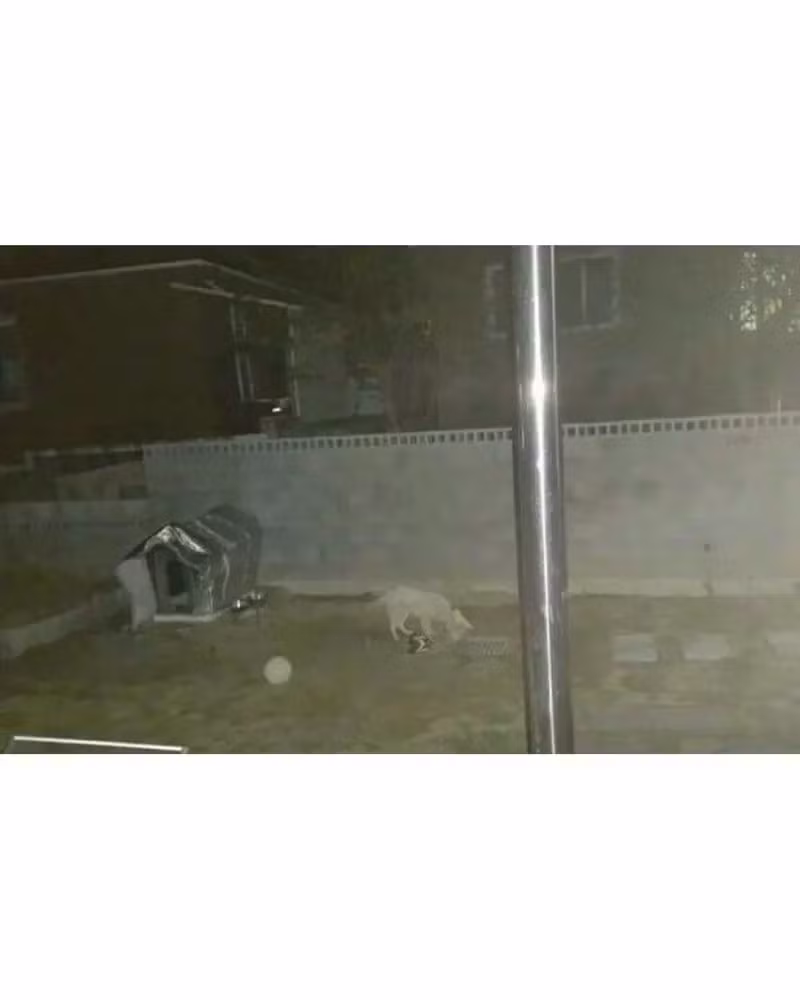 하수구만 멍하니 바라보는 백구 - 보배드림 인기글 이미지 3 - 밈카세