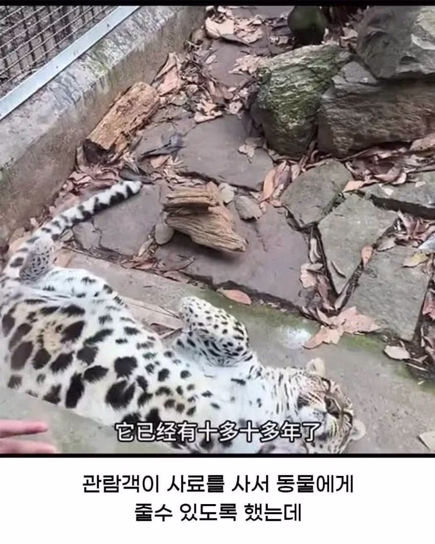중국 동물원의 황당한 사고 현장 - 인벤 인기글 이미지 2 - 밈카세