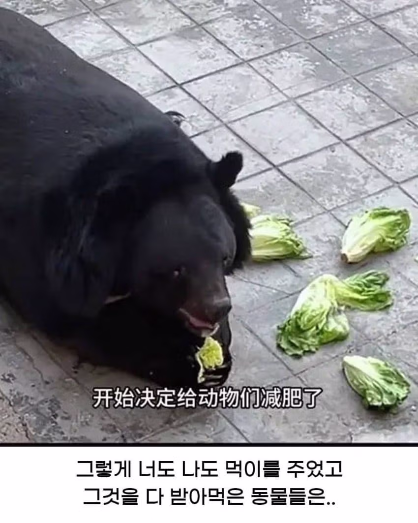 중국 동물원의 황당한 사고 현장 - 인벤 인기글 이미지 3 - 밈카세