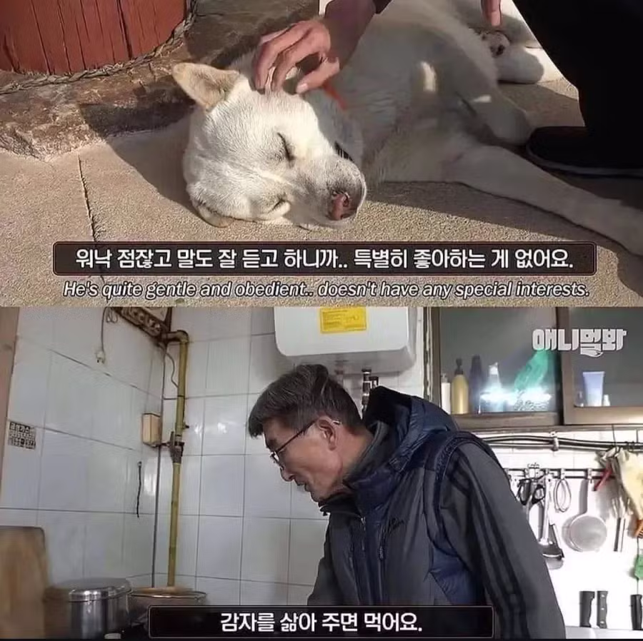 절에 사는 개가 식탐이 없는 이유 - 개드립 인기글 이미지 2 - 밈카세