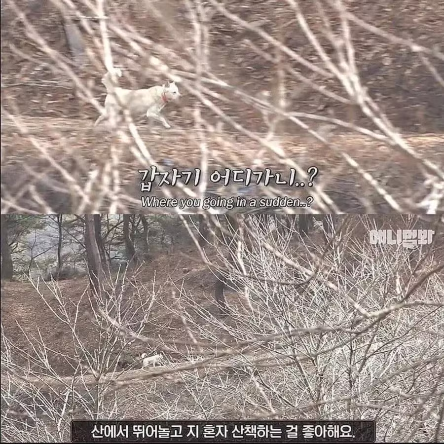 절에 사는 개가 식탐이 없는 이유 - 개드립 인기글 이미지 4 - 밈카세