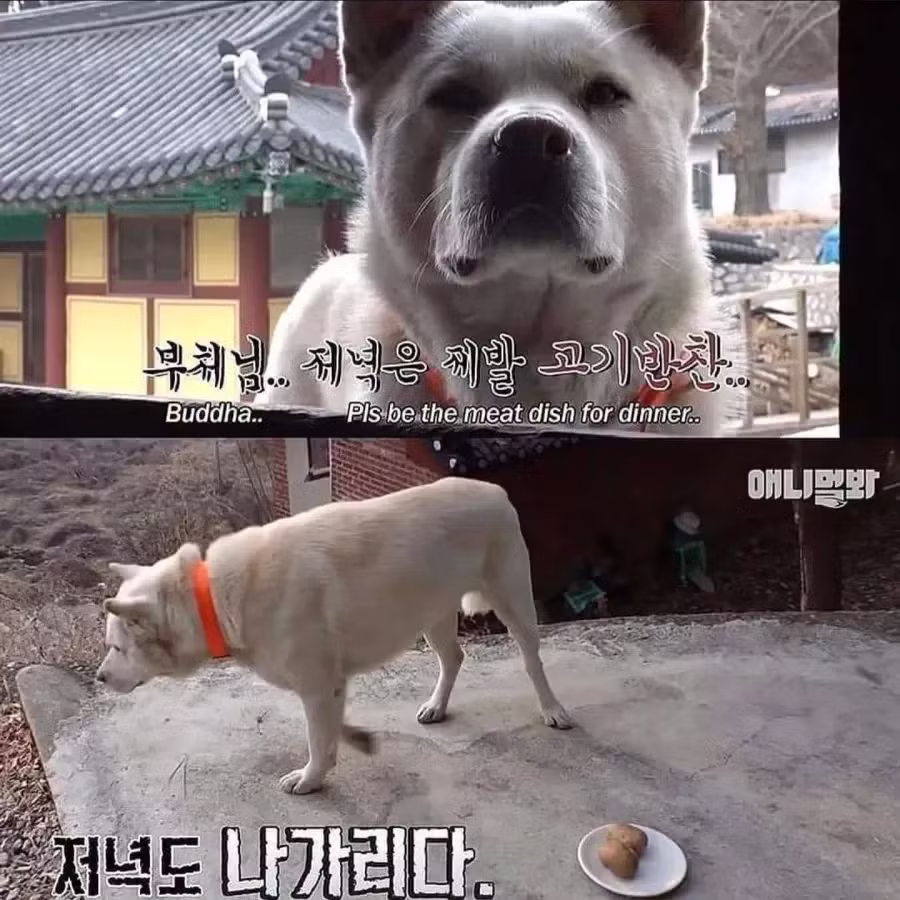 절에 사는 개가 식탐이 없는 이유 - 개드립 인기글 이미지 8 - 밈카세