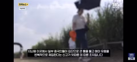 한강 샛강공원에서 매미를 싹쓸이하는 중국인들 - 클리앙 인기글 이미지 3 - 밈카세