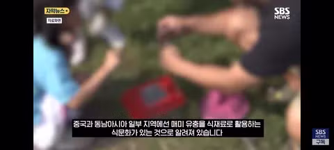 한강 샛강공원에서 매미를 싹쓸이하는 중국인들 - 클리앙 인기글 이미지 4 - 밈카세