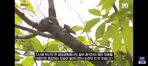 한강 샛강공원에서 매미를 싹쓸이하는 중국인들 - 클리앙 인기글 이미지 5 - 밈카세