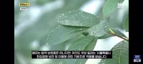한강 샛강공원에서 매미를 싹쓸이하는 중국인들 - 클리앙 인기글 이미지 6 - 밈카세