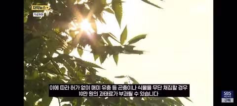 한강 샛강공원에서 매미를 싹쓸이하는 중국인들 - 클리앙 인기글 이미지 7 - 밈카세