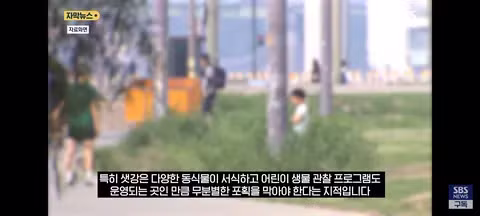한강 샛강공원에서 매미를 싹쓸이하는 중국인들 - 클리앙 인기글 이미지 8 - 밈카세