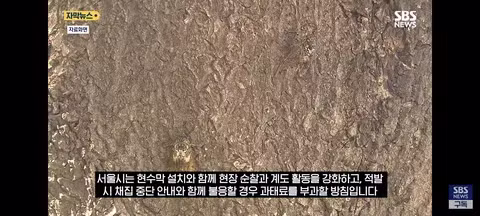 한강 샛강공원에서 매미를 싹쓸이하는 중국인들 - 클리앙 인기글 이미지 9 - 밈카세