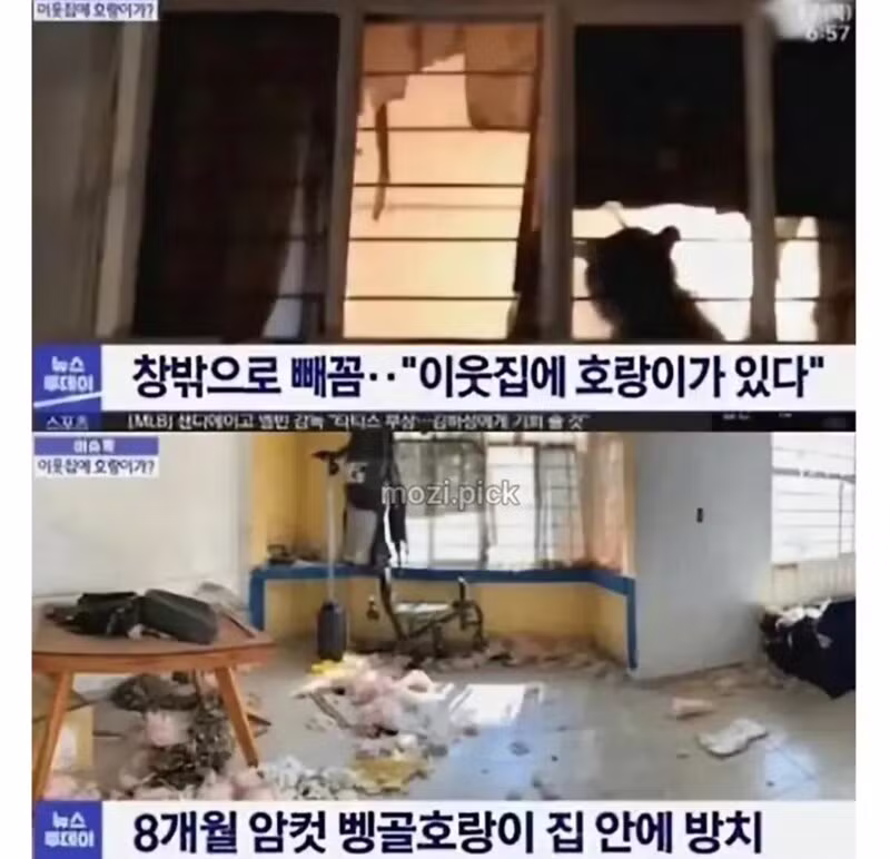 그림자 보고 호랑이 있다고 신고한 해프닝 - 보배드림 인기글 이미지 2 - 밈카세