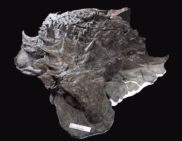 가장 완벽한 공룡화석 4