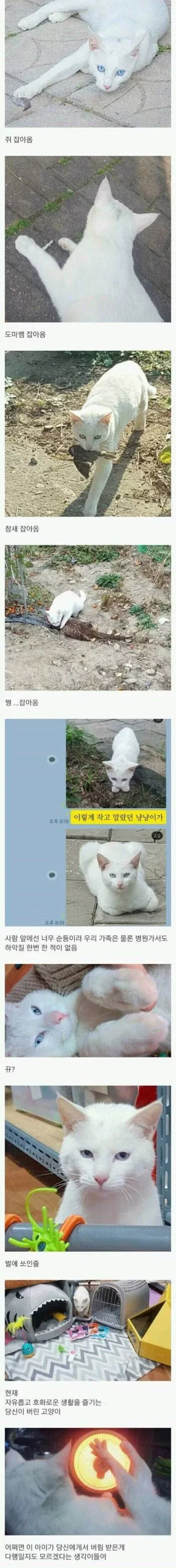 시골에 버려진 고양이 주워옴.jpg 2