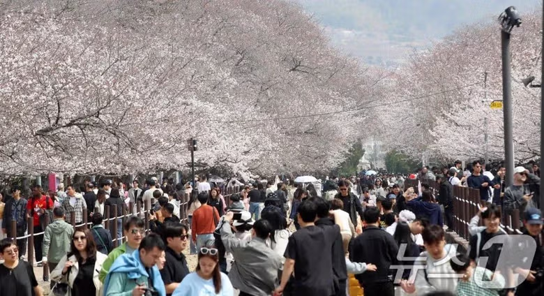 오늘자 진해군항제 벚꽃 [포토] 4