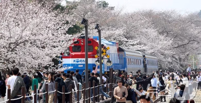 오늘자 진해군항제 벚꽃 [포토] 5