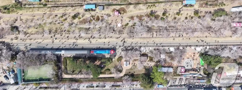 오늘자 진해군항제 벚꽃 [포토] 6