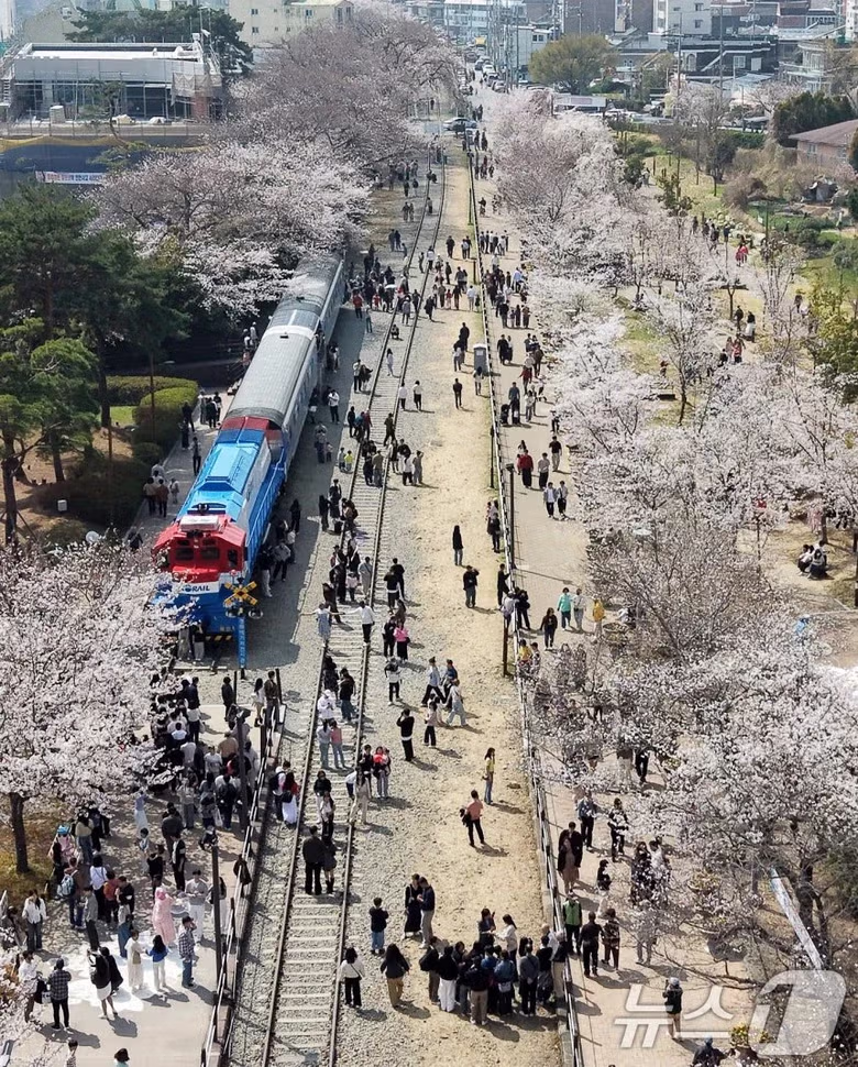 오늘자 진해군항제 벚꽃 [포토] 7