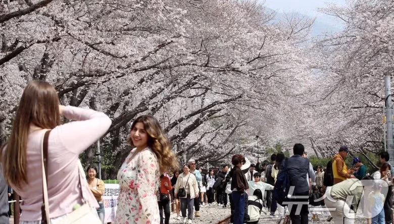 오늘자 진해군항제 벚꽃 [포토] 10
