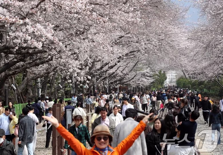 오늘자 진해군항제 벚꽃 [포토] 11
