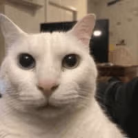 나 사실 보추임ㅋㅋㅋㅋㅋㅋㅋㅋㅋㅋ 2