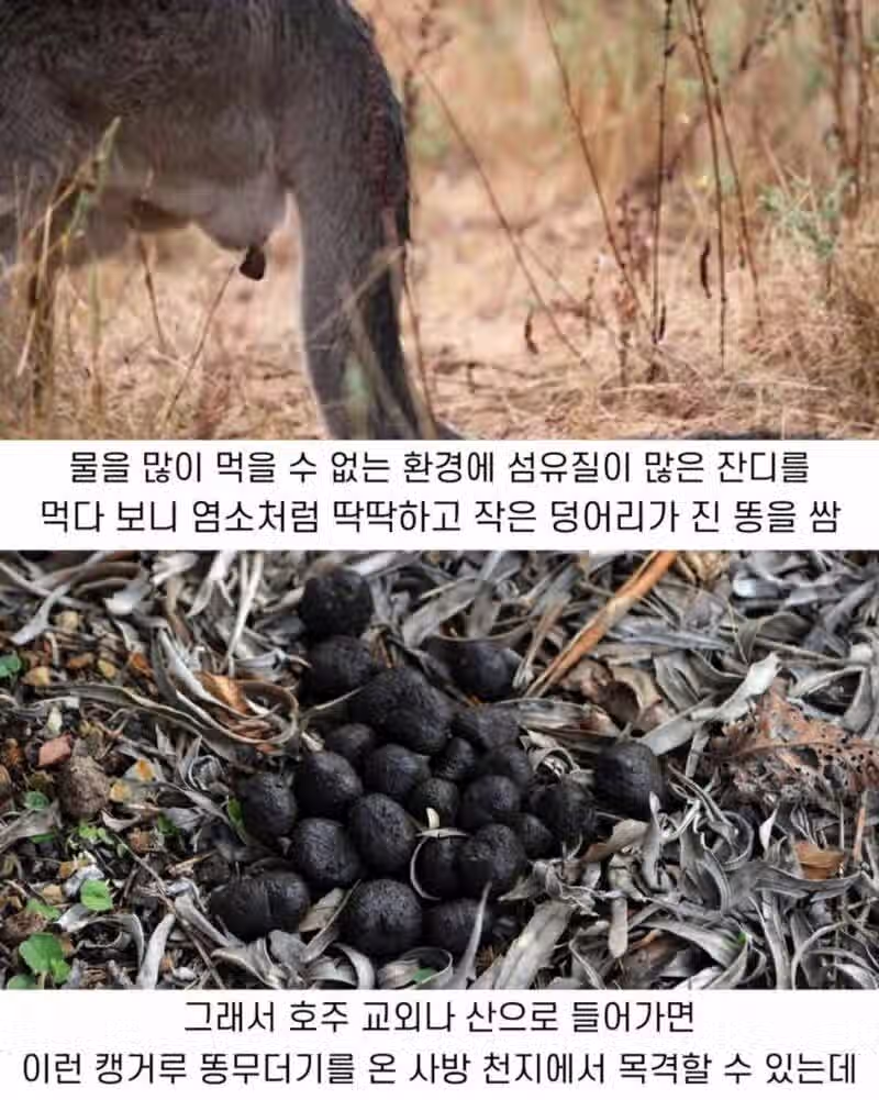 호주에서 흔히보이는 캥쫀쿠 3