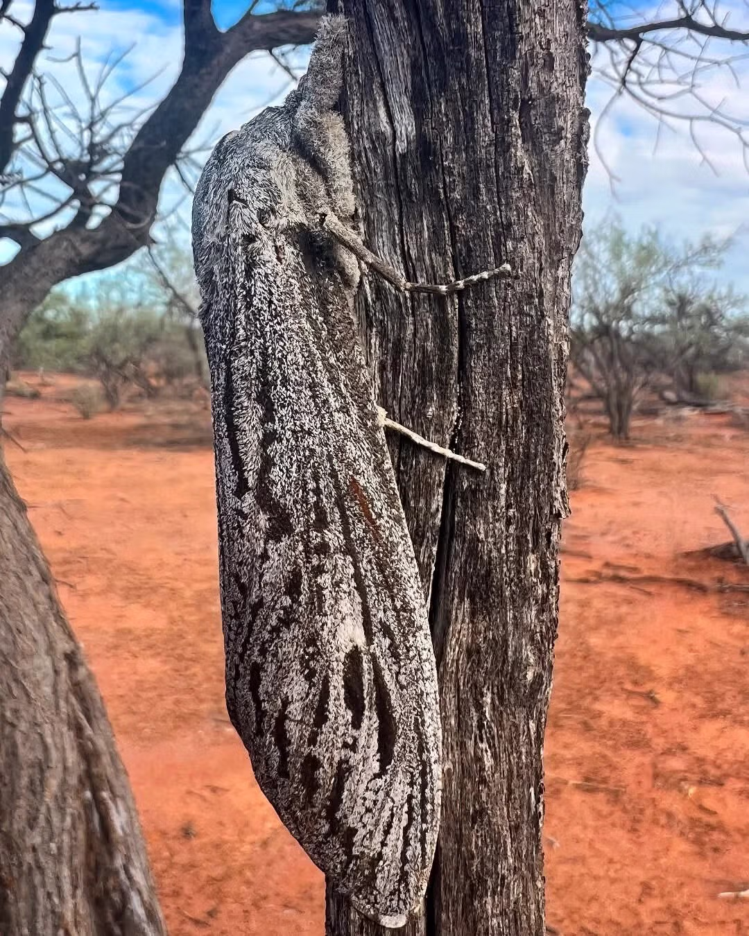 혐)세상에서 존나 제일 큰 나방.jpg 5