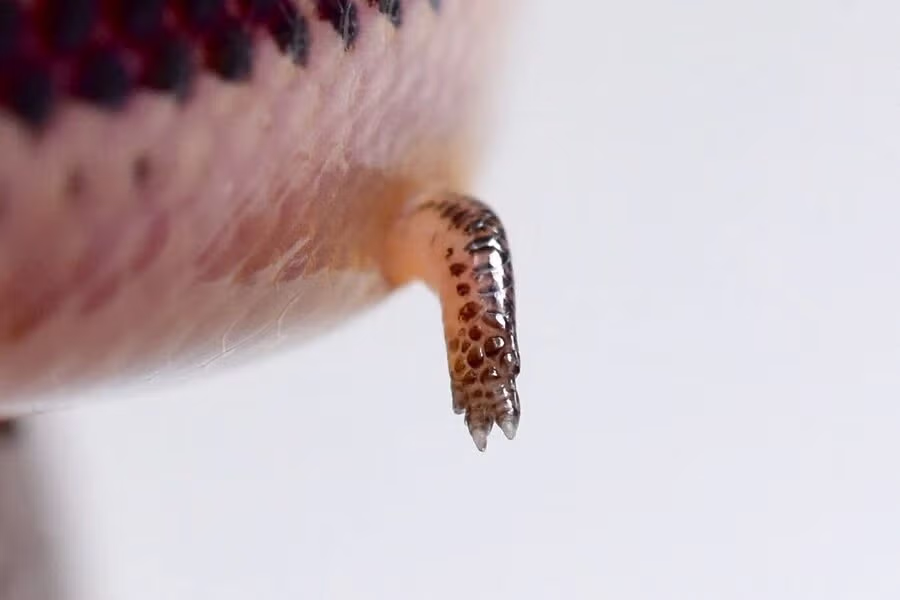 팔이 달려있는 뱀.....jpg 3