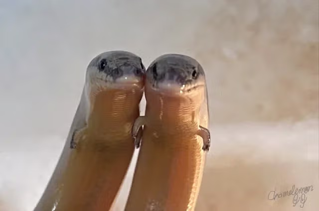 팔이 달려있는 뱀.....jpg 5