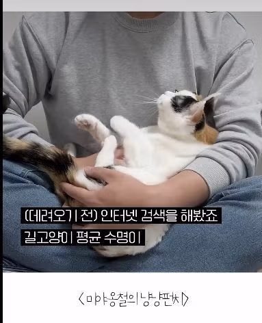 고양이를 12년간 임보한 사람 2