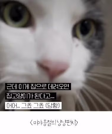 고양이를 12년간 임보한 사람 6