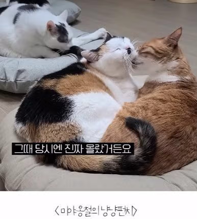 고양이를 12년간 임보한 사람 8