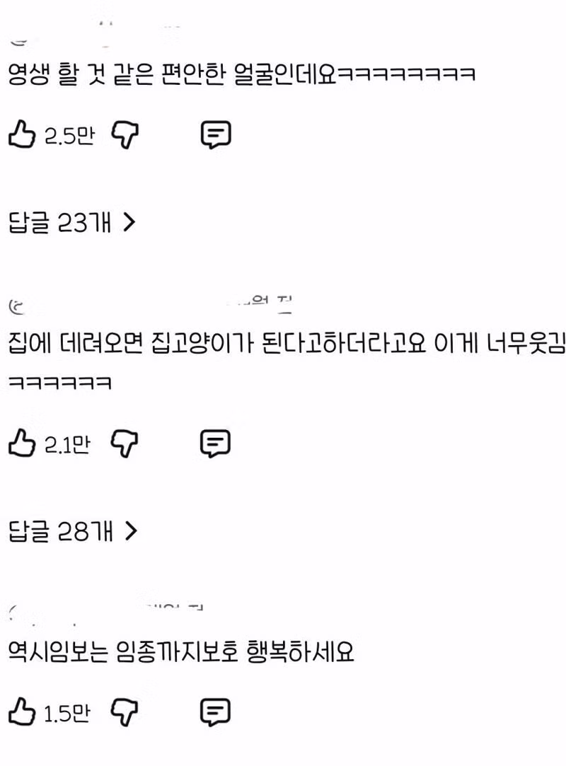 고양이를 12년간 임보한 사람 9