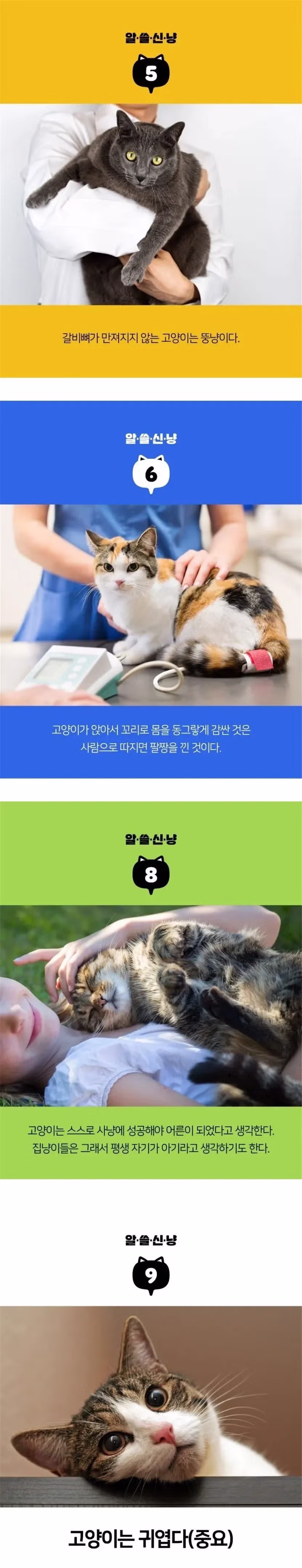 알아도 쓸모없는 고양이 TMI 2