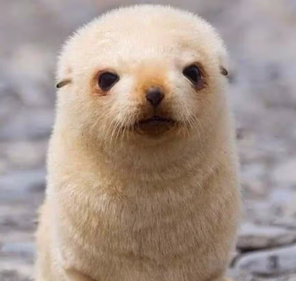 생후 5일 된 아기 물개. jpg 3