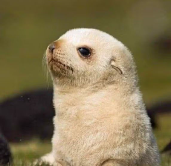 생후 5일 된 아기 물개. jpg 4