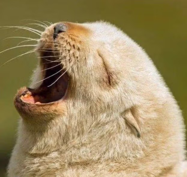 생후 5일 된 아기 물개. jpg 5