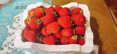 스마트팜 가서 딸기 한팩 사왔네요 2