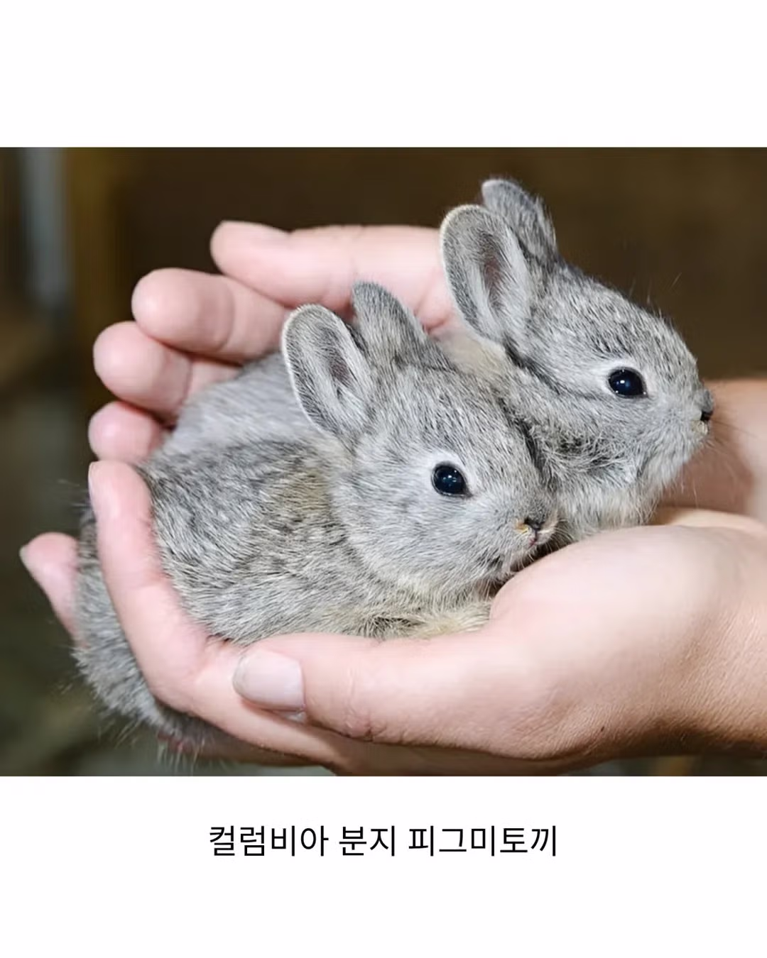 세계에서 제일 작은 토끼🐰 2