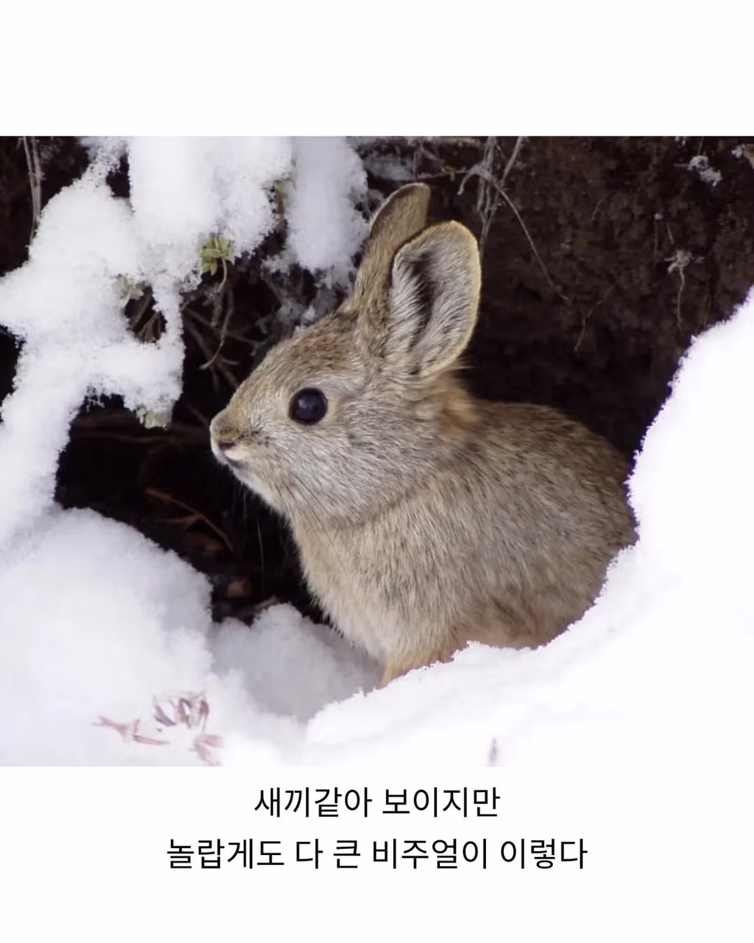 세계에서 제일 작은 토끼🐰 3