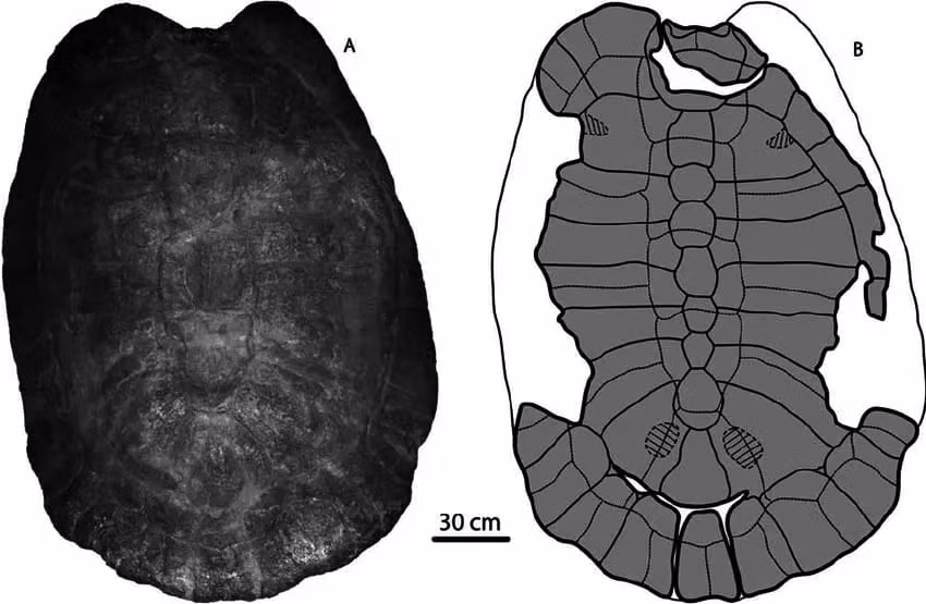 1300만 년 전 살았던 고대 거북이.jpg 2