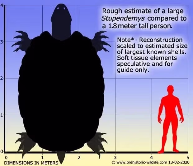 1300만 년 전 살았던 고대 거북이.jpg 4