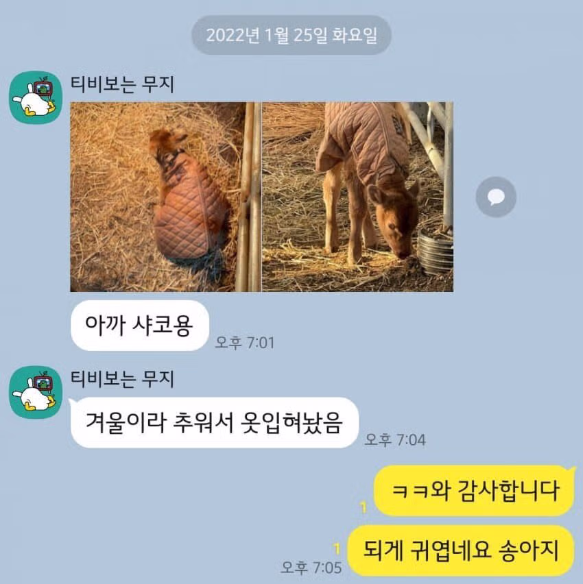 롤 하다가 송아지 태어나서 탈주한 샤코 근황 2