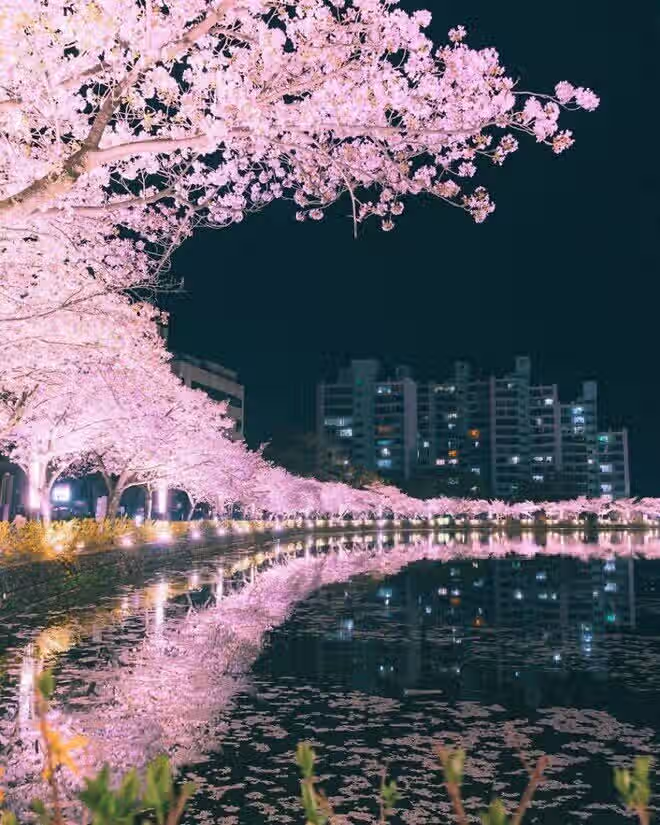 레딧에서 핫한 한국 사진 2